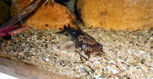 Amarginops ornatus = head view