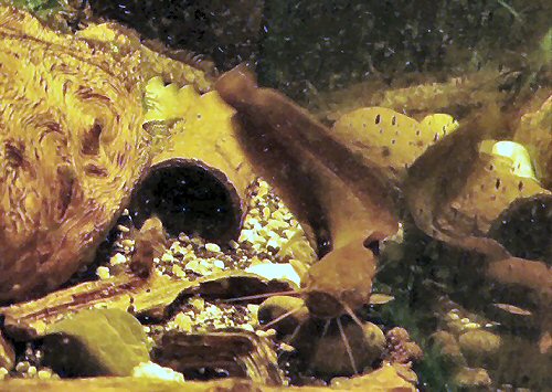 Clarias alluaudi = in aquarium