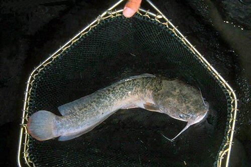 Clarias anguillaris