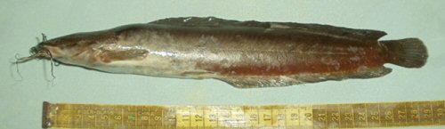 Clarias magur