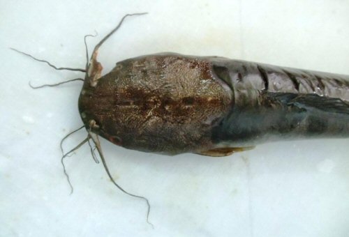 Clarias magur = Head dorsal view
