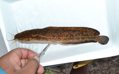 Clarias stappersii = Below the outlet of the Cuanavale source lake-Angola 