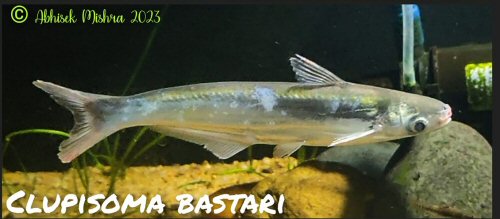 Clupisoma bastari = From Mahanadi river, Odisha, India