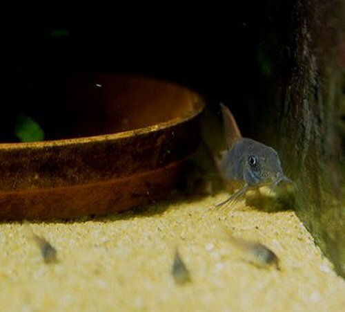 Corydoras concolor = adult with young