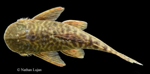 Cordylancistrus daguae = dorsal view