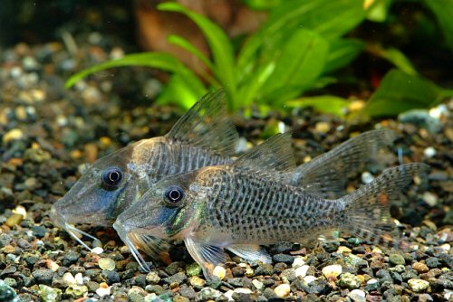 Corydoras caramater