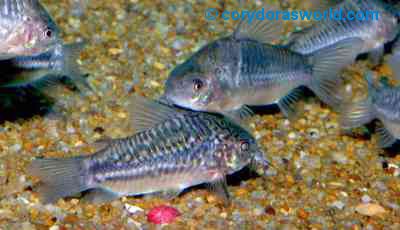 Corydoras sp. (C 132) = Pair-male to front