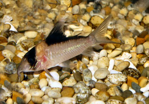 Corydoras sp. (C140)