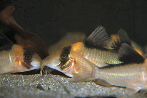 Corydoras sp. (C140) = head view