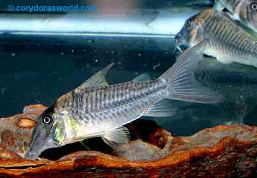 Corydoras sp. (C145)