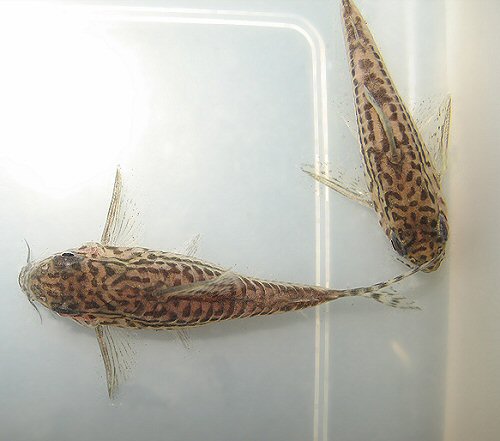 Corydoras sp. (C150) = Pair - female to left