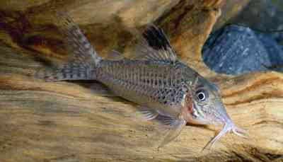 Corydoras sp. (C077)