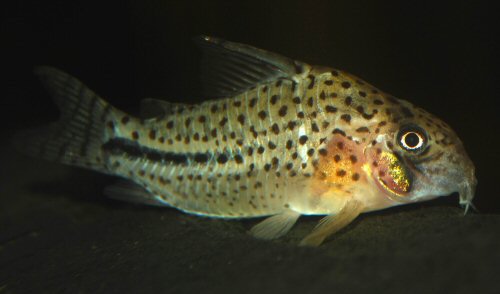 Hoplisoma sp. (C091)