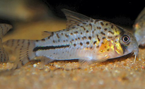 Hoplisoma sp. (C091)