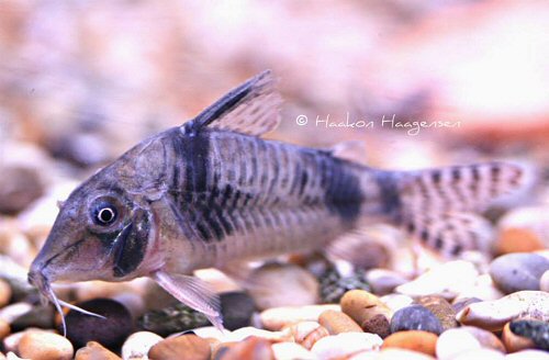 Corydoras sp. (CW012)