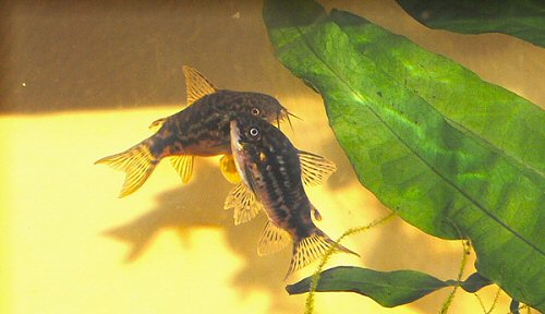 Corydoras sp. (CW022) = In the throes of spawning