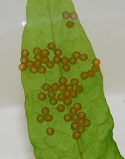Corydoras sp. (CW022) = newly laid eggs.