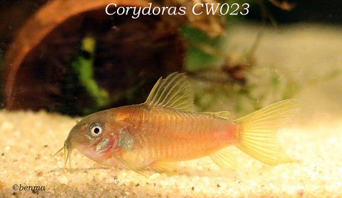 Corydoras sp. (CW023) juvenile