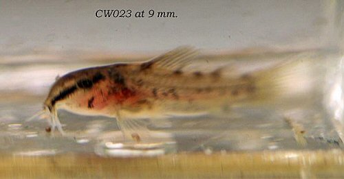 Corydoras sp. (CW023) = fry 9mm