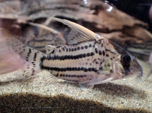 Hoplisoma sp. (CW028)