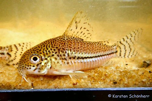 Hoplisoma sp. (CW050) = From Comté river, French Guiana