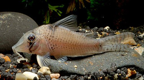 Corydoras sp. (CW053) = adult female