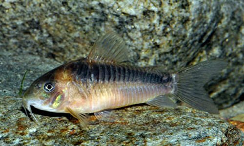 Osteogaster oharai = adult female