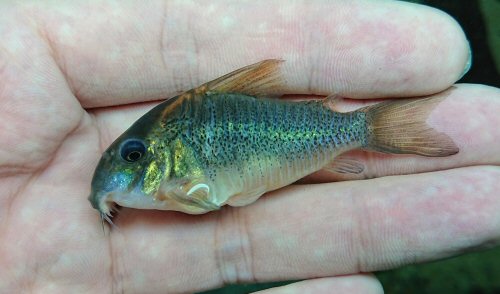 Hoplisoma sp. (CW102)