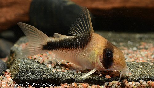 Hoplisoma sp. (CW107)