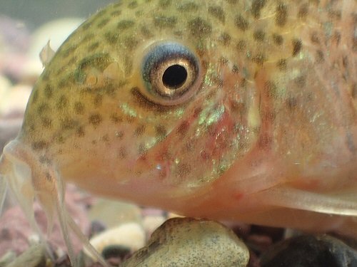 Hoplisoma sp. (CW109) = head view