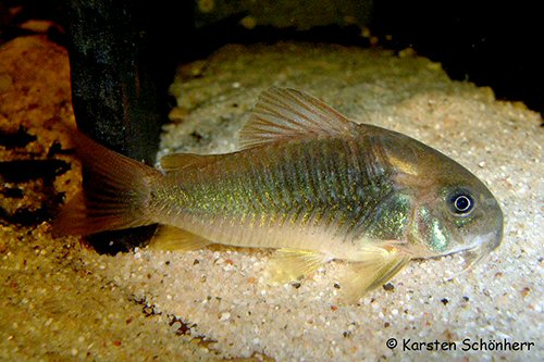 Corydoras sp. (CW139) = Young adult female 