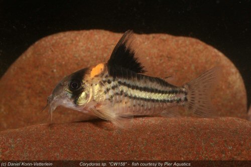 Hoplisoma sp. (CW158)