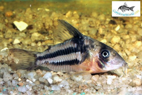 Hoplisoma tenebrosum