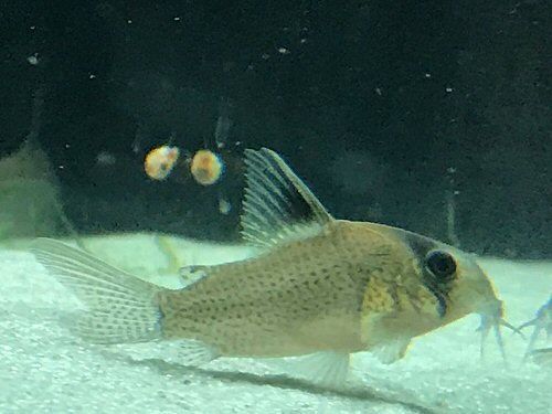 Hoplisoma sp. (CW163)