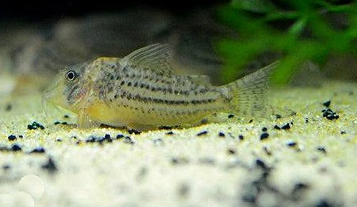 Corydoras sp. (CW174)