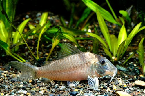 Corydoras sp. (CW195)