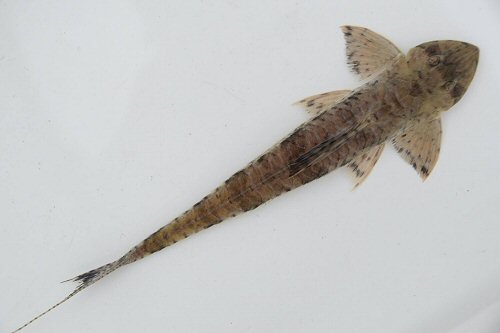 Dasyloricaria filamentosa = dorsal view