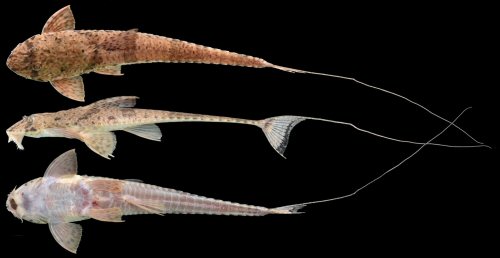 Dasyloricaria filamentosa = dorsal and ventral view