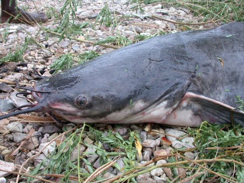 Dinotopterus cunningtoni = Zambia-head view