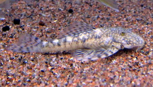 Dolichancistrus fuesslii 