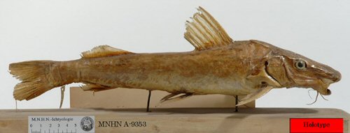 Duopalatinus emarginatus = Holotype-Brazil