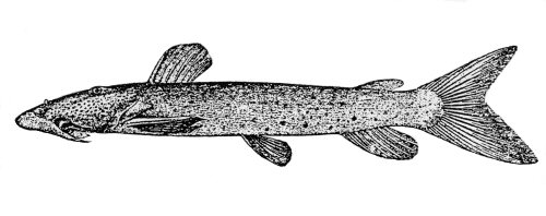 Euchilichthys guentheri . (From Boulenger, 1911.)