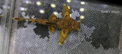 Erethistes hara = dorsal view