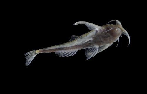 Ernstichthys casalinuovoi = ventral view