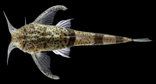 Ernstichthys casalinuovoi = dorsal view