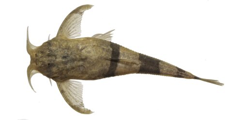 Ernstichthys casalinuovoi = dorsal view