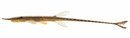 Farlowella kirane = Holotype-lateral view