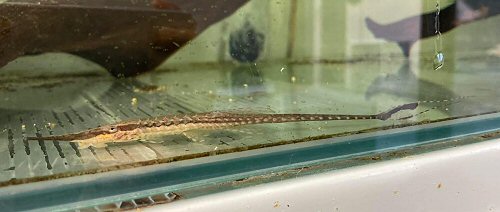 Farlowella paraguayensis