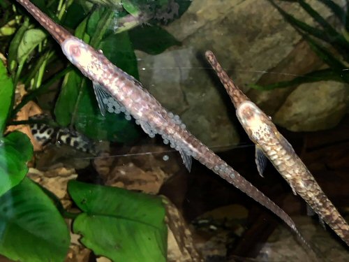 Farlowella platorynchus = Eggs on glass cared for by the male