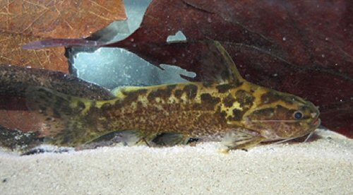 Ferrarissoaresia meridionalis = Living specimen photographed in a field aquarium just after collection